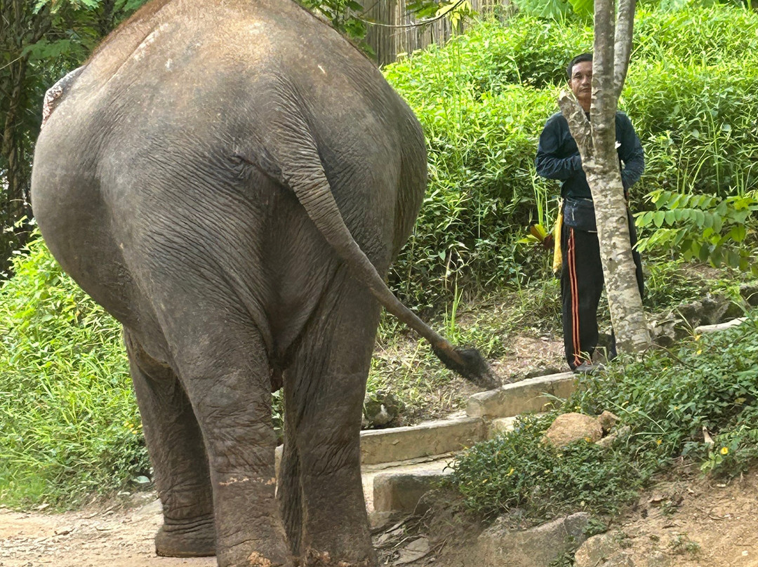 Hidden Forest Elephant Reserve-查龙必去景点