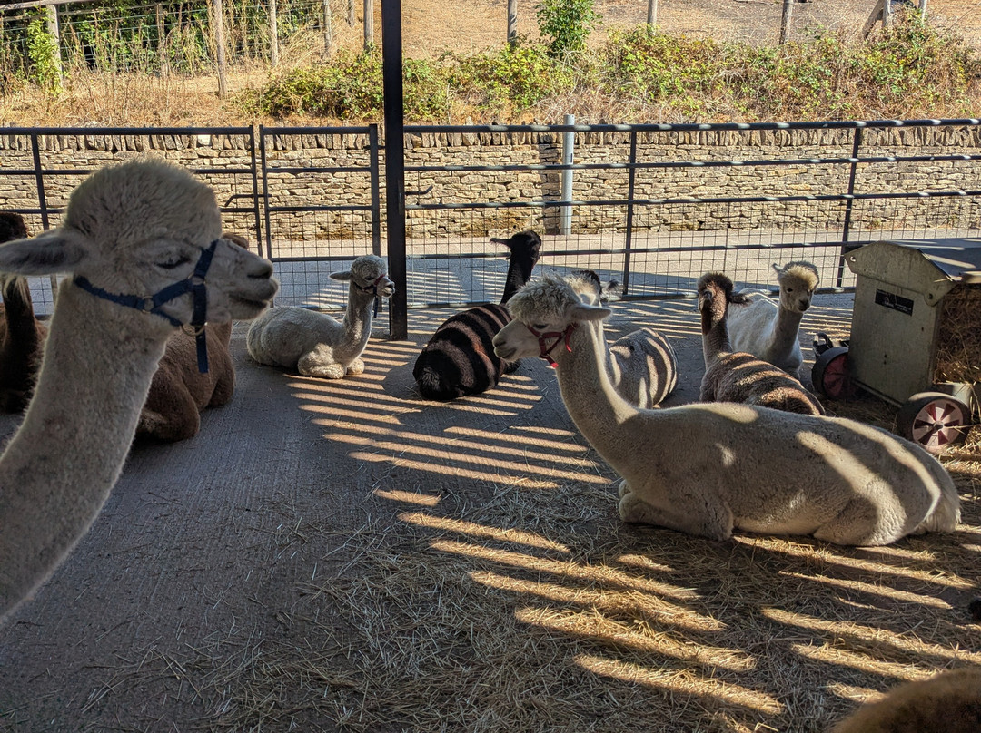 Cotswold Alpacas-切尔滕纳姆必去景点