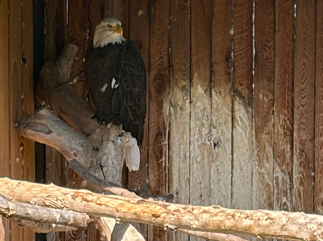 BC Wildlife Park-坎卢普斯必去景点