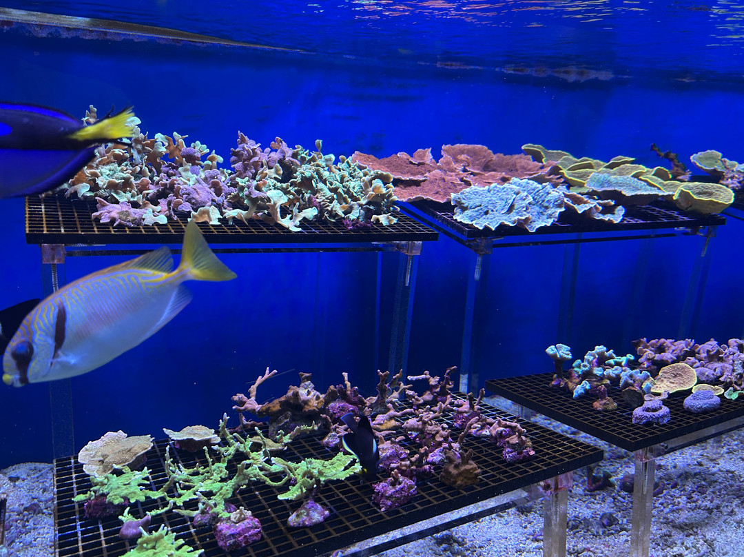 Seaquarium Institut Marin-勒格罗迪鲁瓦必去景点