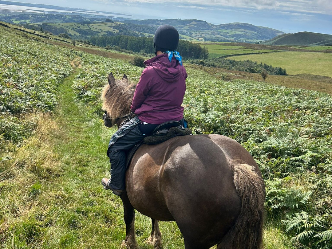 Cumbrian Heavy Horses-Millom必去景点