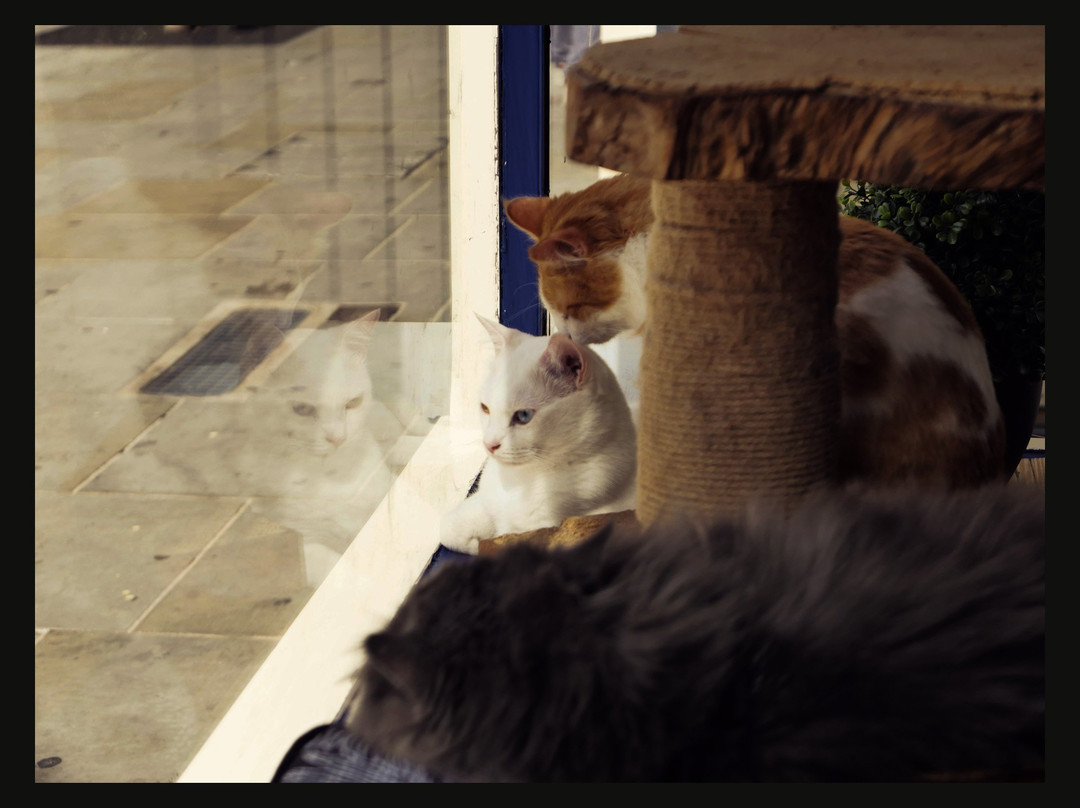 Bedford Cat Café-贝德福德必去景点