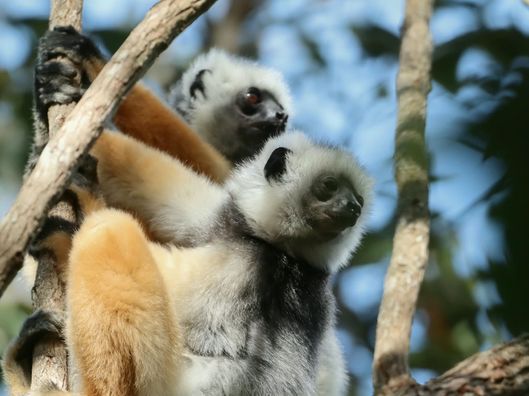 Andasibe-Mantadia National Park-Toamasina Province必去景点