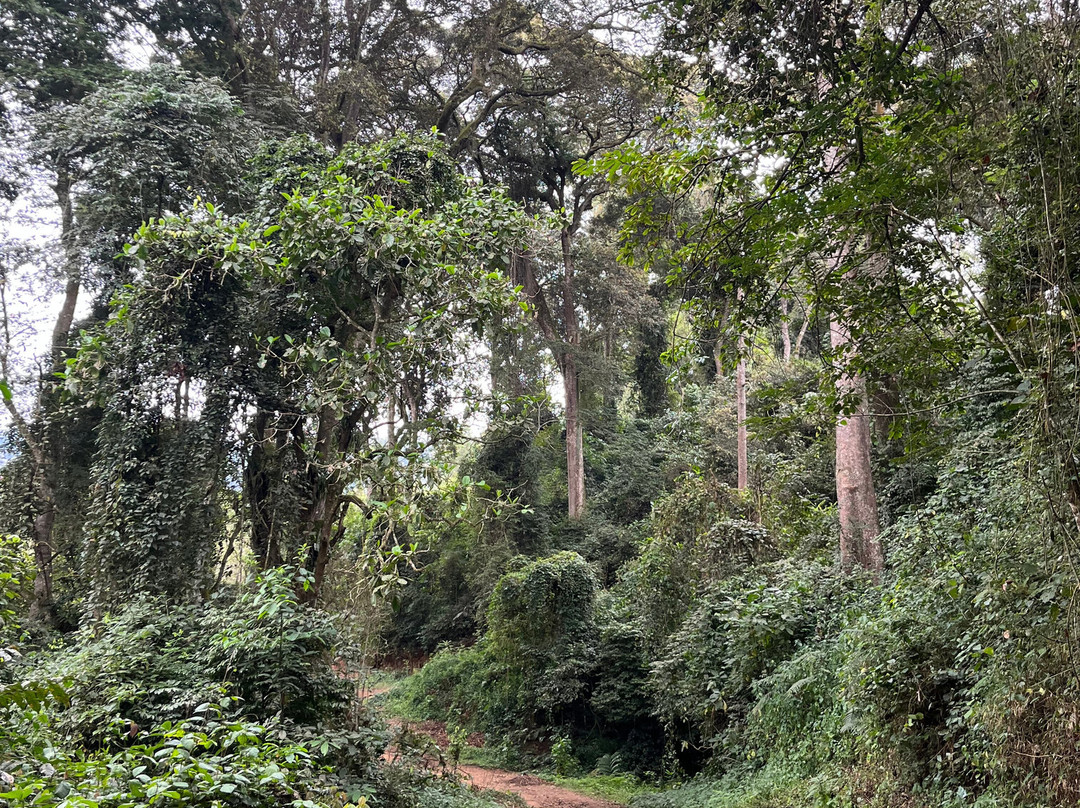 Usambara Mountains-Nkongoi必去景点
