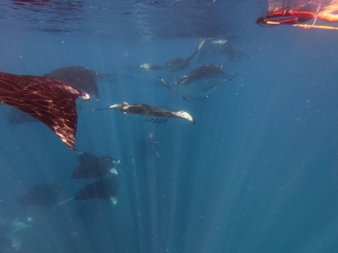 Hanifaru Bay Marine Protected Area-芭环礁必去景点