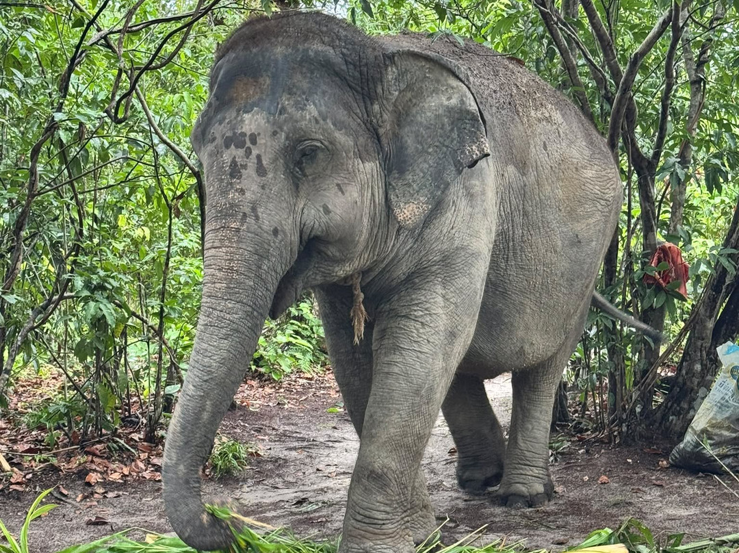 Koh Yao Elephant Beach-阁耀亚伊岛必去景点