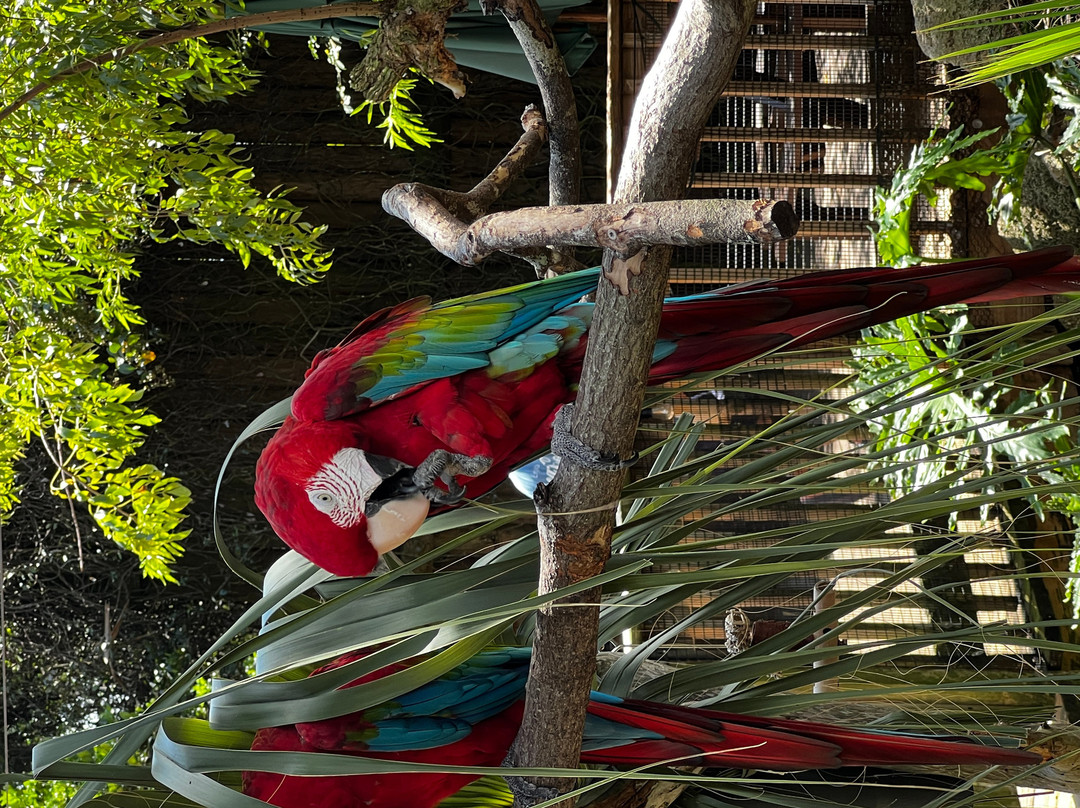 St. Augustine Alligator Farm Zoological Park-圣奥古斯丁必去景点