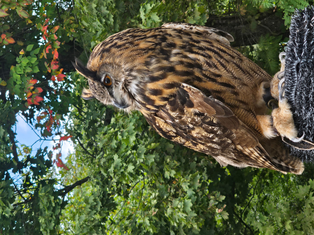 The Greenbrier Falconry-White Sulphur Springs必去景点
