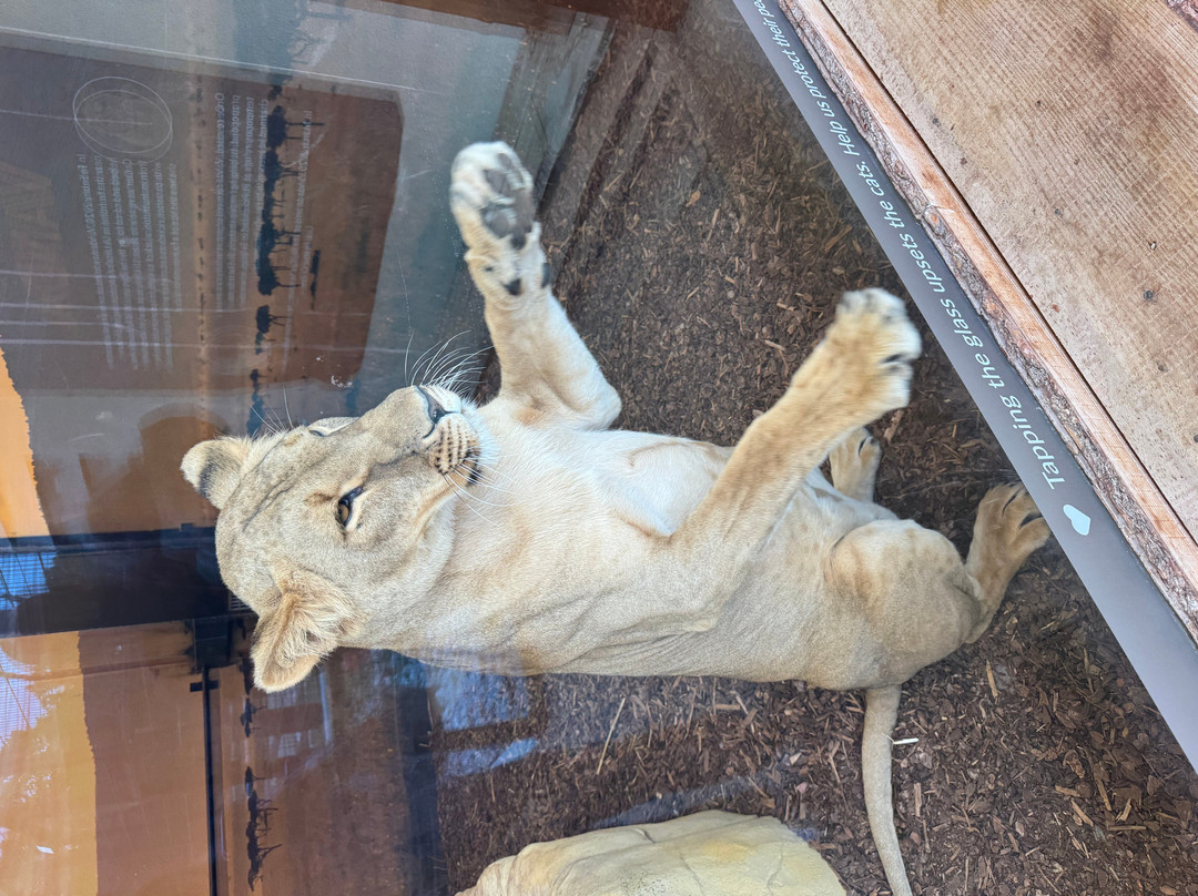 The Big Cat Sanctuary-Smarden必去景点