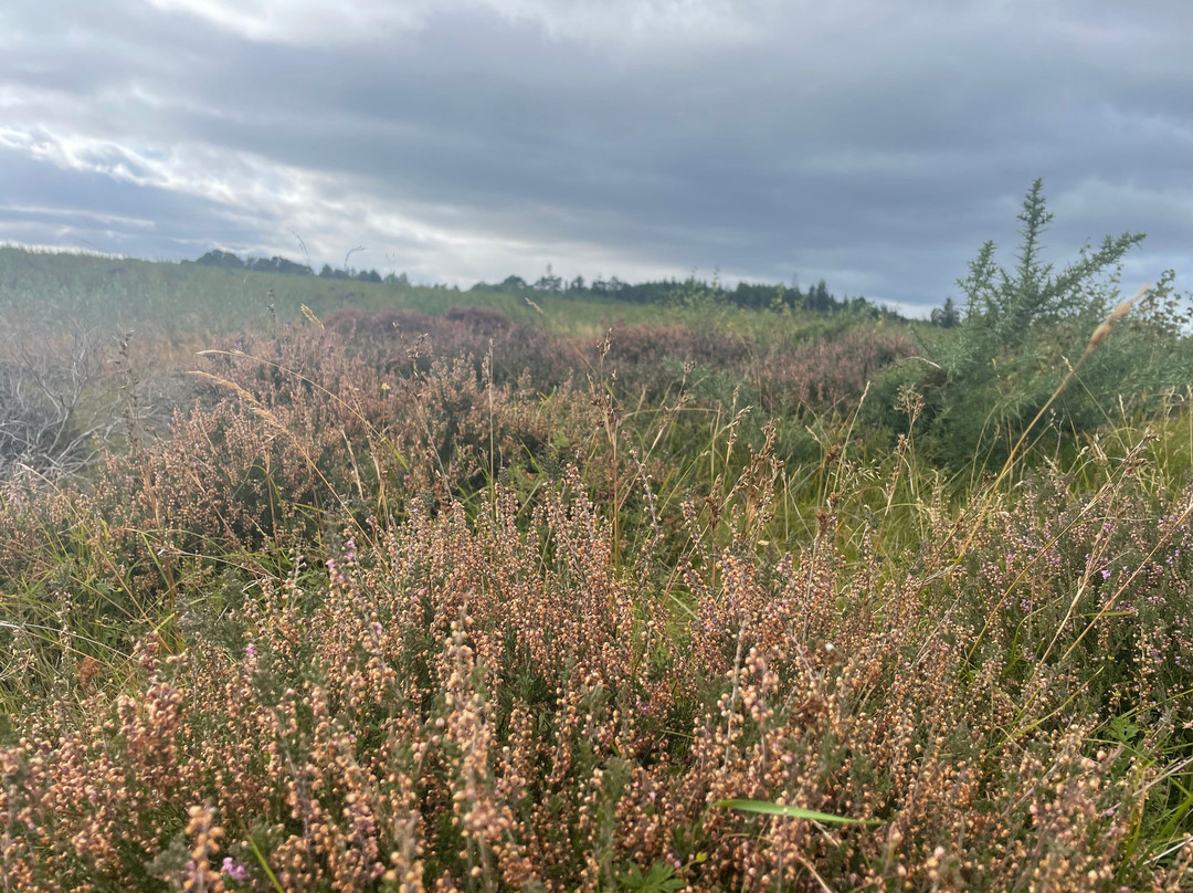 Culloden Battlefield-卡洛登沼泽必去景点