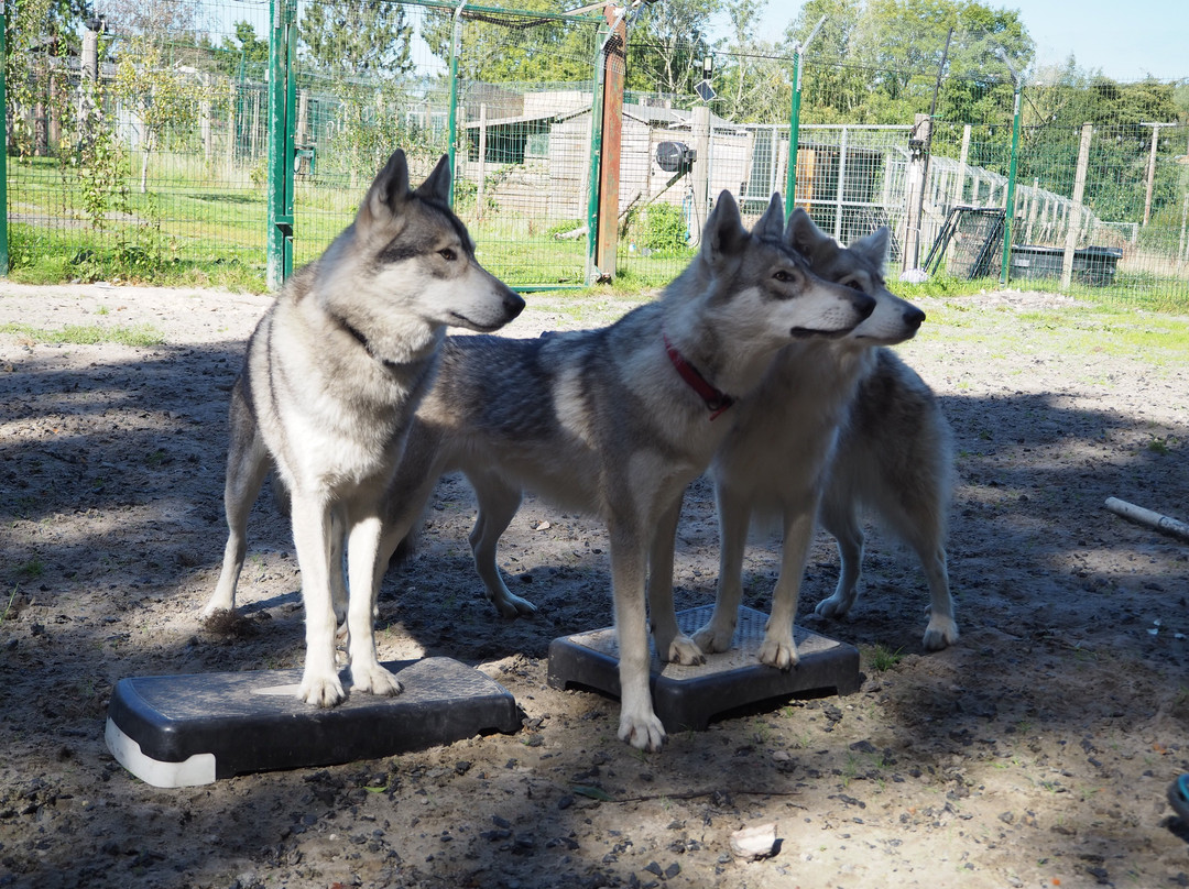 Watermill Wolves Wolf-dog Actors-Bexhill-on-Sea必去景点