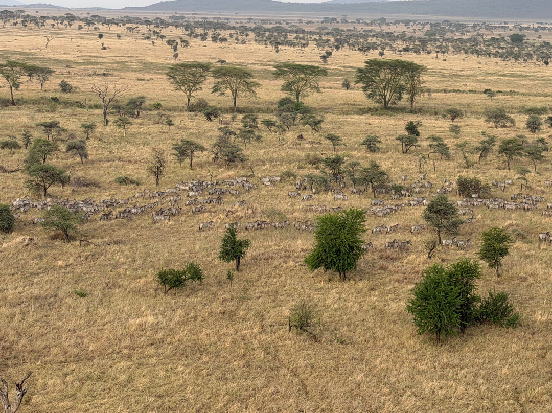 Adventures Aloft Balloon Safari Tanzania-Ikoma必去景点