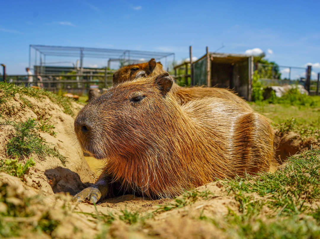 Noah's Ark Zoo Farm-Wraxall必去景点