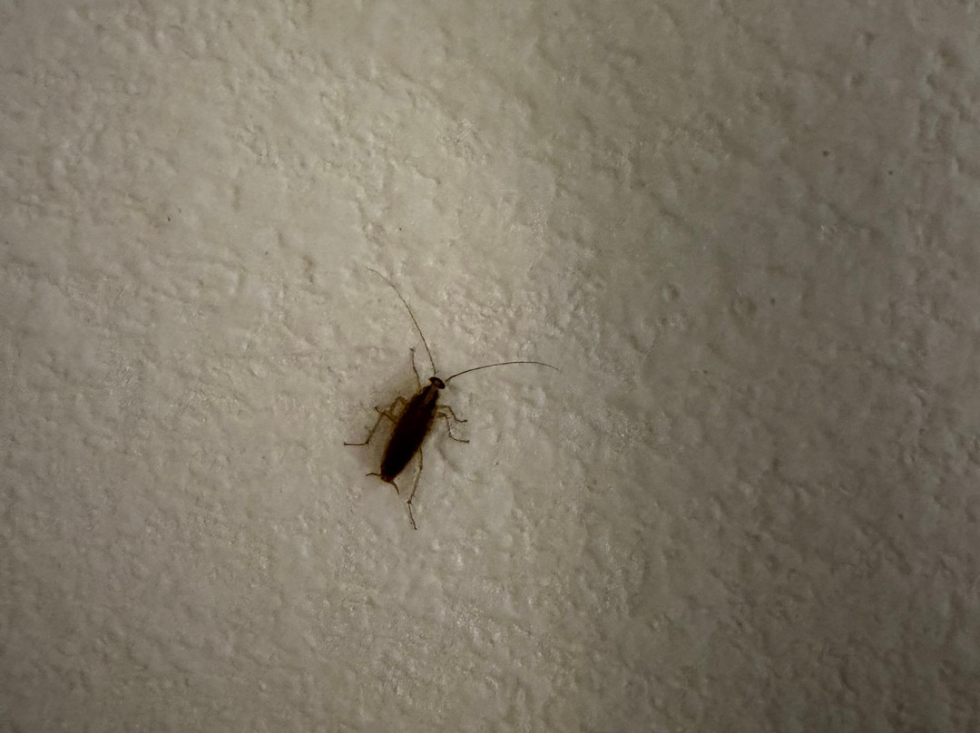 斯普林菲尔德呗盟套房酒店主图
