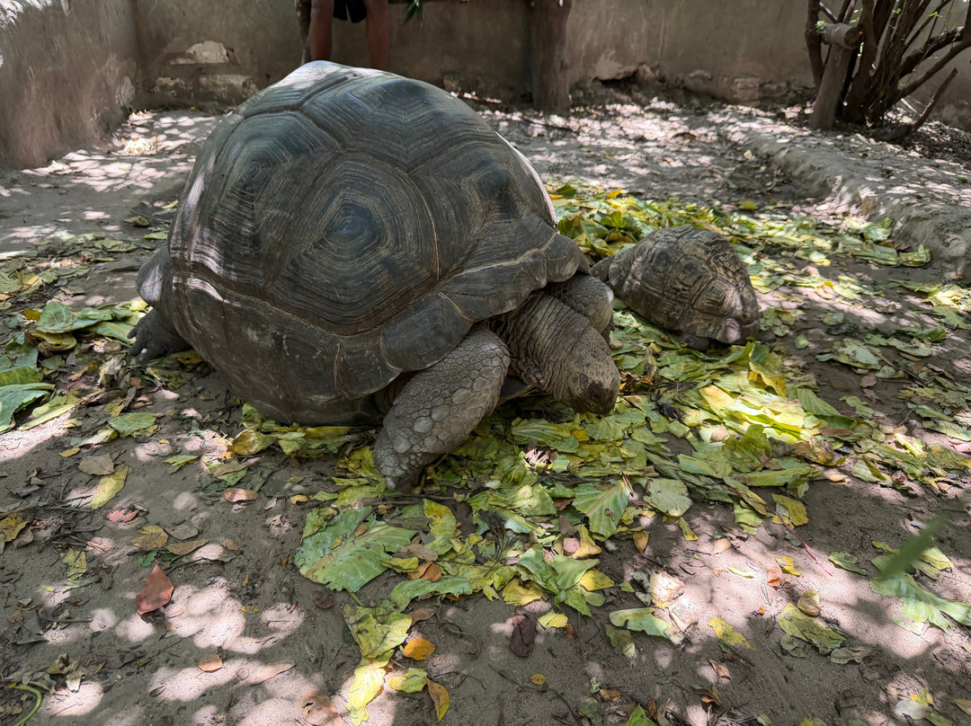 Zanzibar Kilosas Conservation