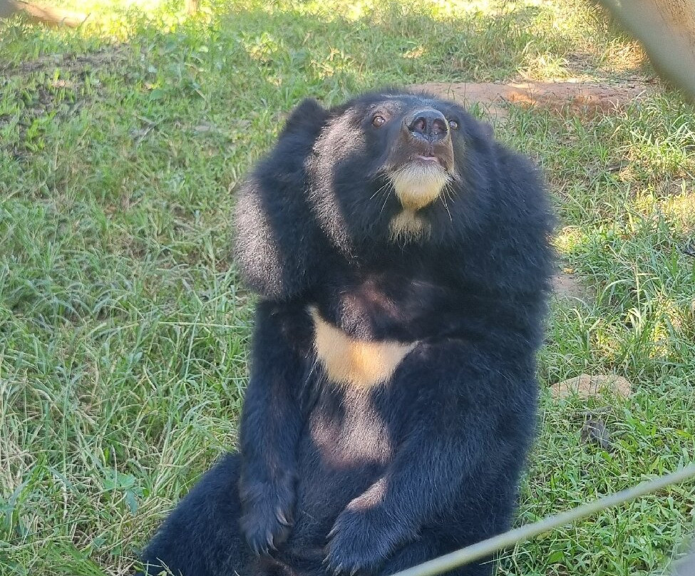 Free the Bears-琅勃拉邦必去景点
