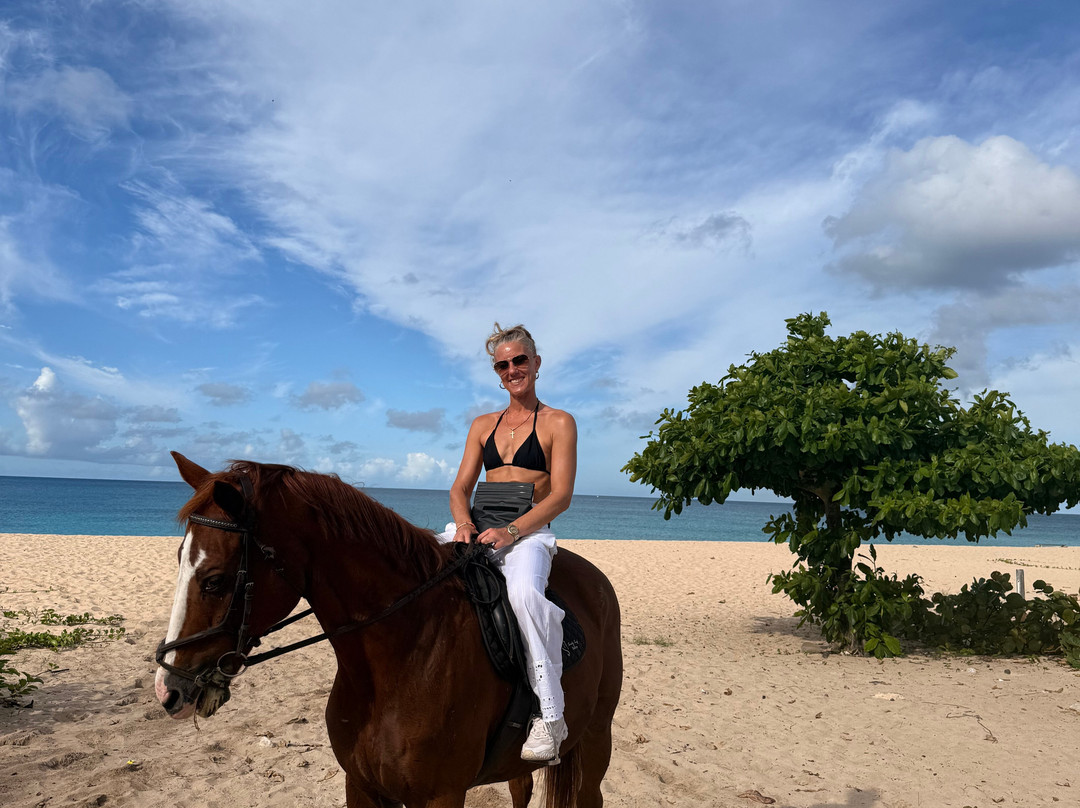 Sandy Turf Stables Barbados-Frere Pilgrim必去景点