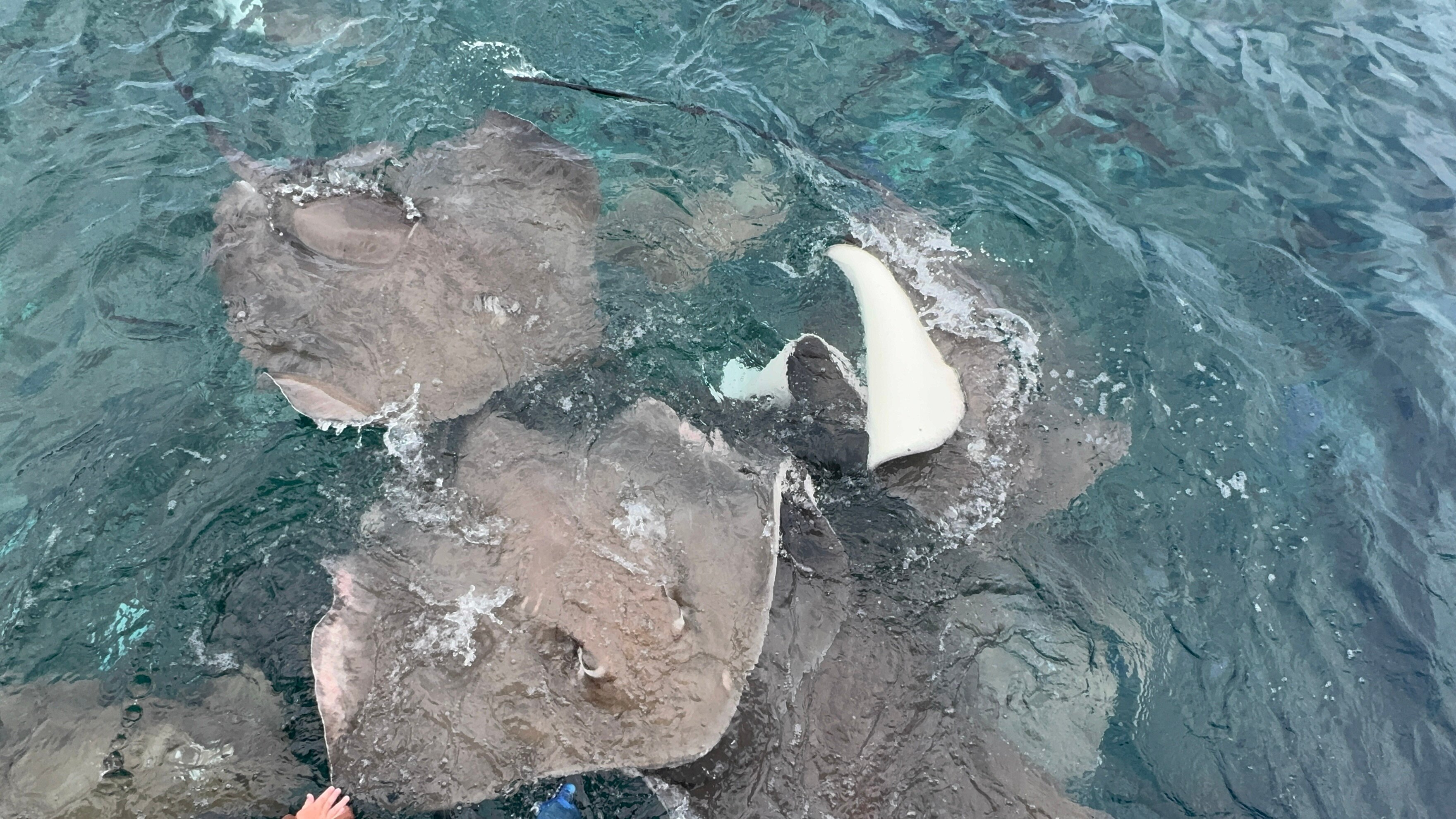 阿伊拉富士岛 欧布鲁悦享全包-旅行者