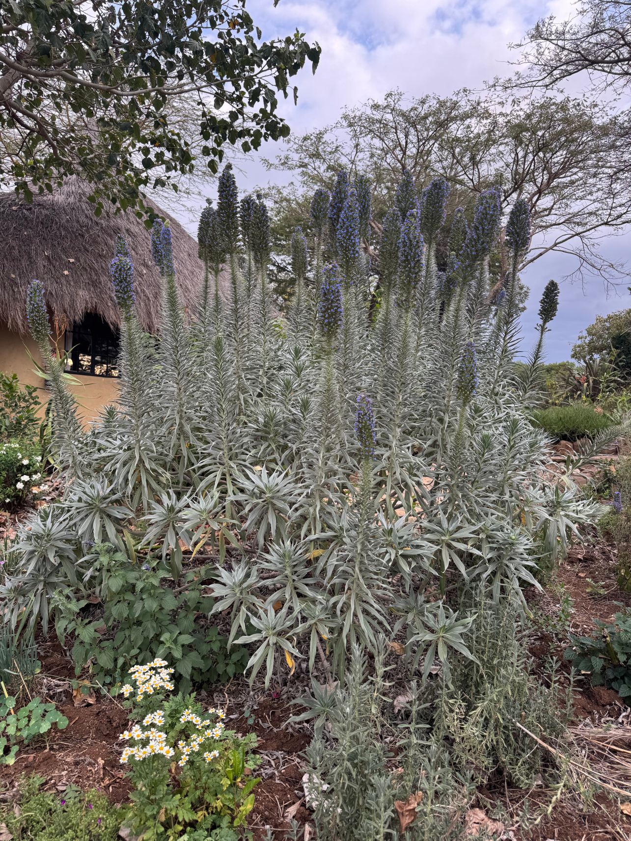Olepangi Farm-旅行者