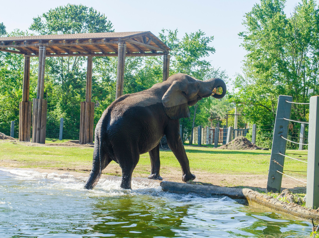 Jacksonville Zoo & Gardens景点图片