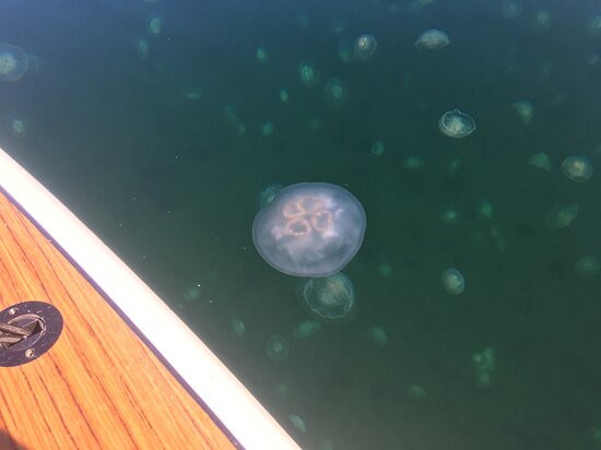 Blue Jellyfish SUP Adventures景点图片