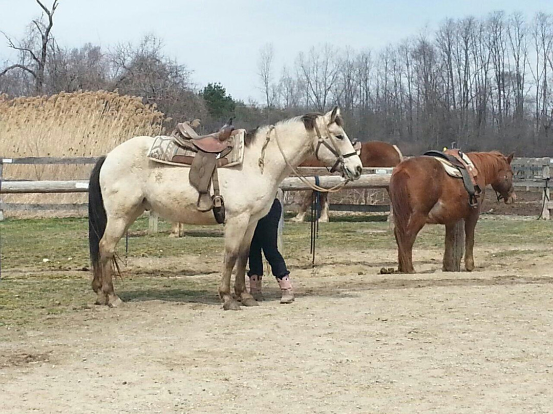 Maybury Riding Stable-诺斯维尔必去景点