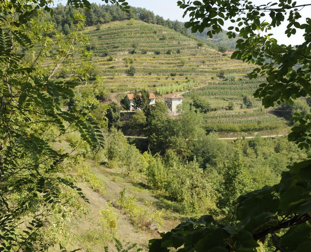 Azienda Agricola Patrone景点图片