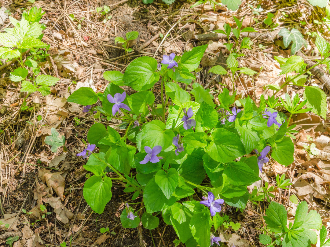 Kajasowka-Czernichow必去景点