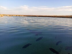 Rio Los Mesquitez-Cuatro Cienegas必去景点