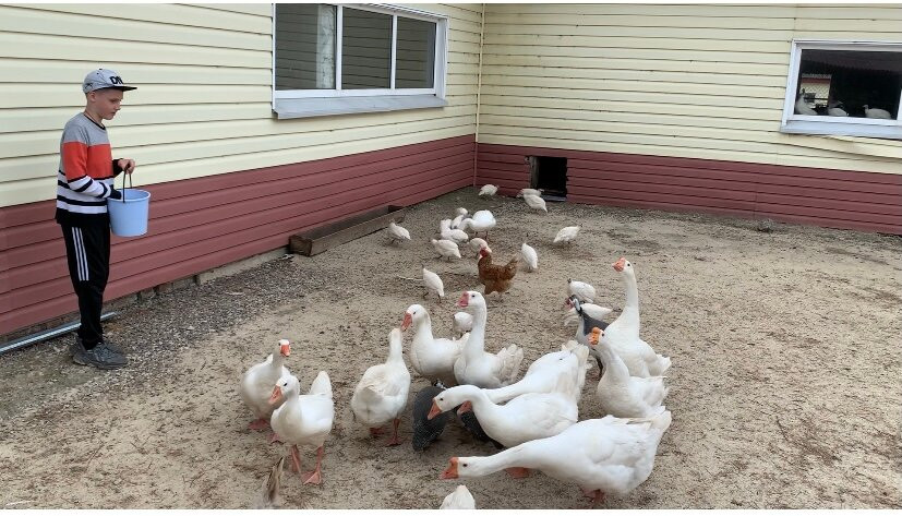 Ostrich Farm Russian Ostrich景点图片