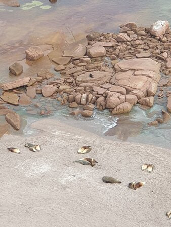 Point Labatt Conservation Park-Streaky Bay必去景点
