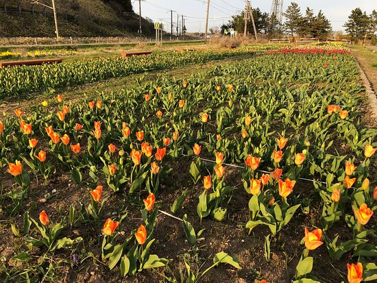 Cape Saraki-木古内町必去景点