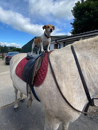 Clarina Equestrian Centre-利默里克必去景点