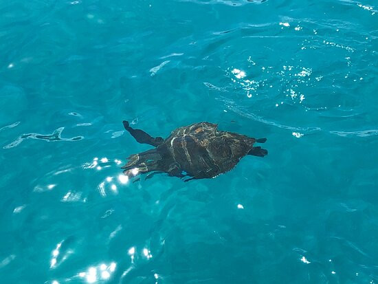 Action Charters-Maxwell必去景点