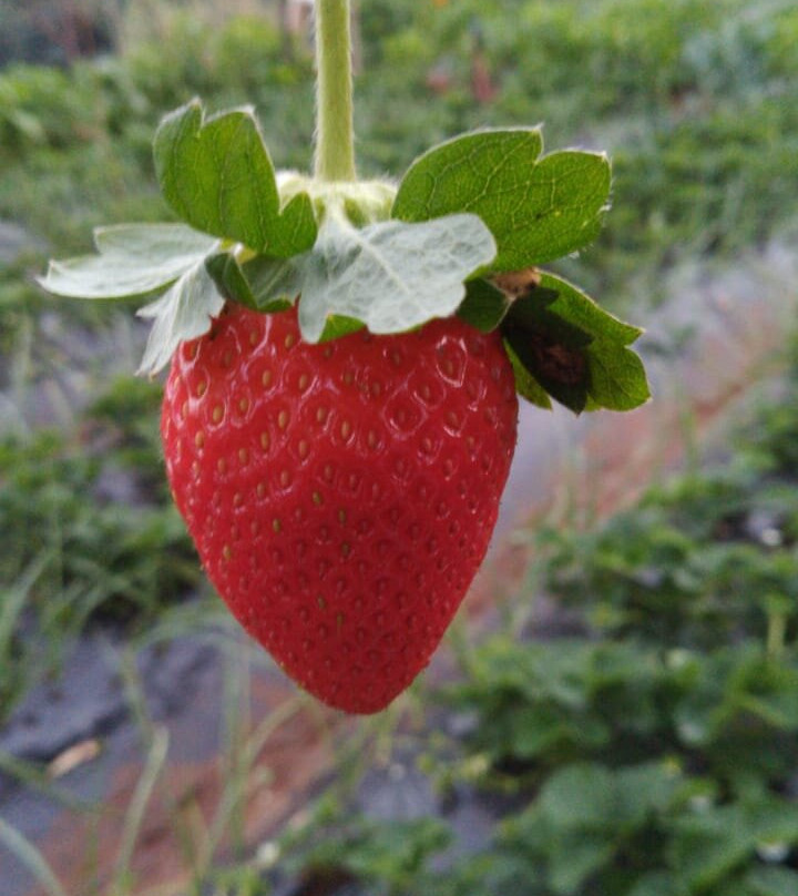 Laxmi Strawberry Farm景点图片