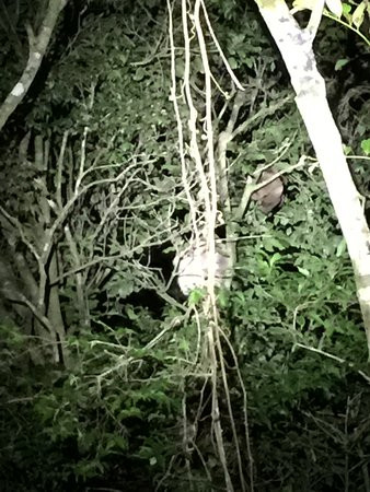 Kinkajou Night Walk Tour-圣埃伦娜必去景点