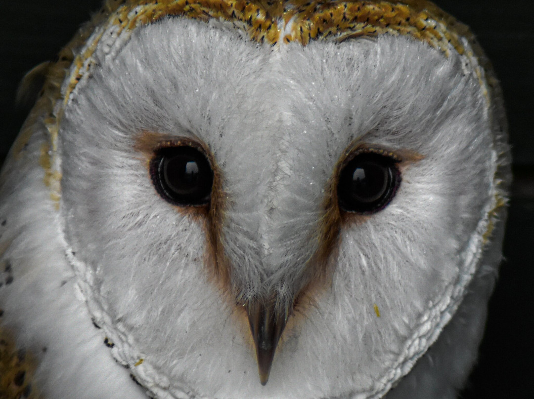 Screech Owl Sanctuary景点图片
