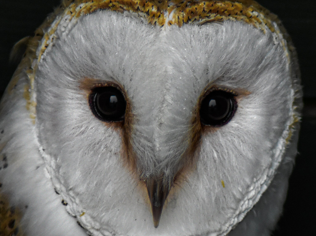 Penhale旅游景点-Screech Owl Sanctuary & Animal Park