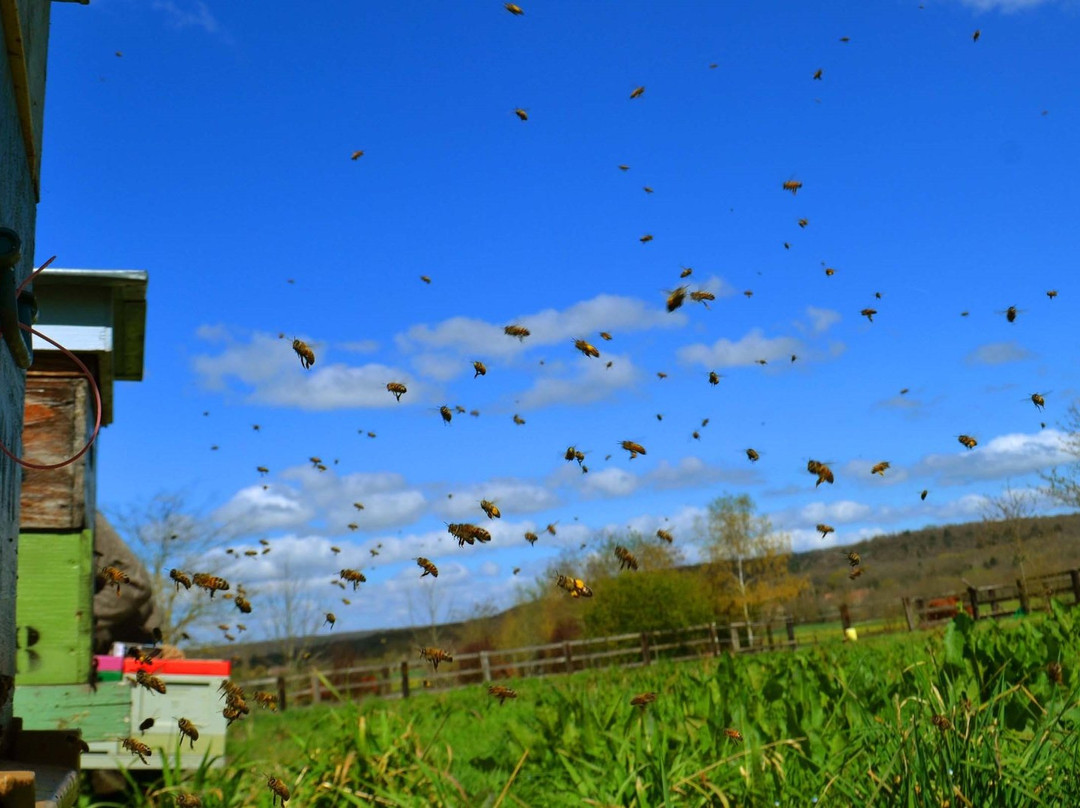 Auvers-Saint-Georges旅游攻略图片