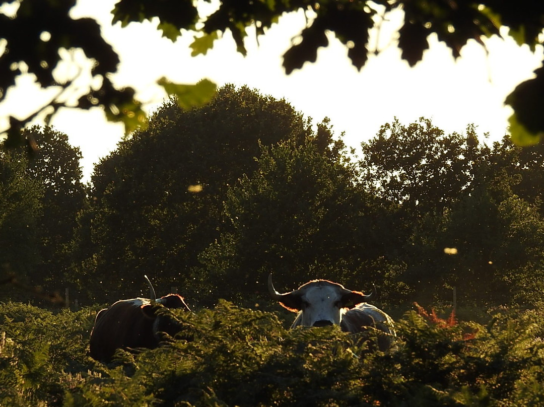 RSPB Budby South Forest景点图片