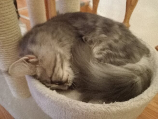 Cat Museum Budapest-布达佩斯必去景点