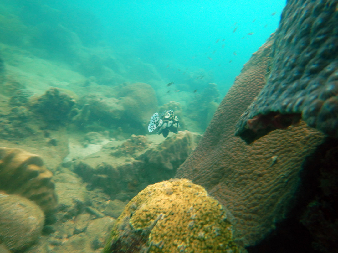 BB Divers Koh Mak-玛岛必去景点