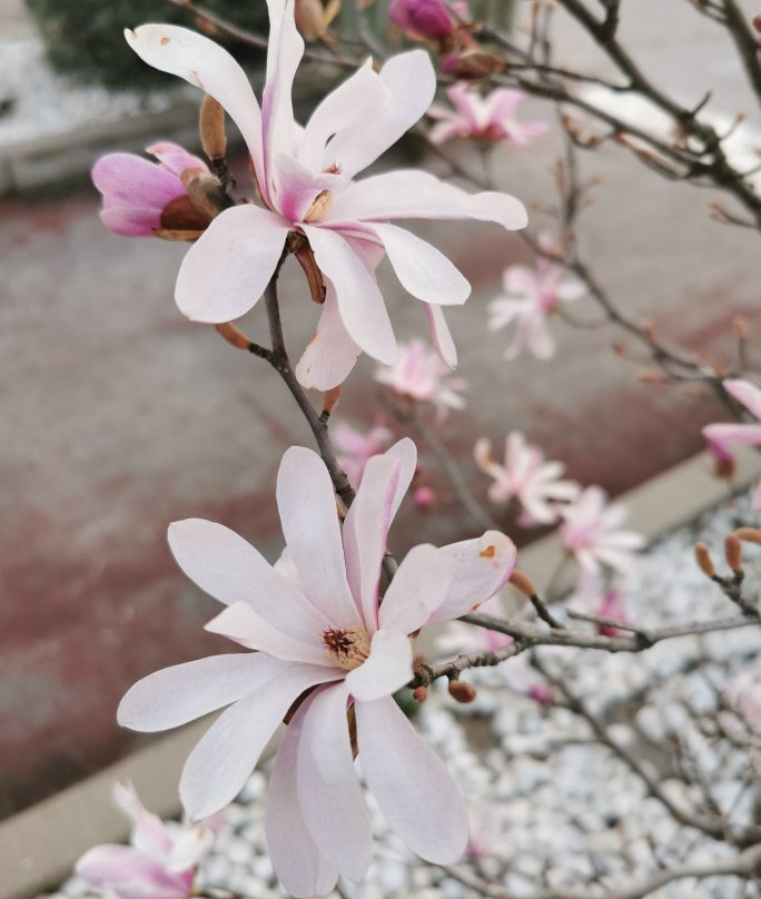 Centro Oeste-马亚达洪达必去景点