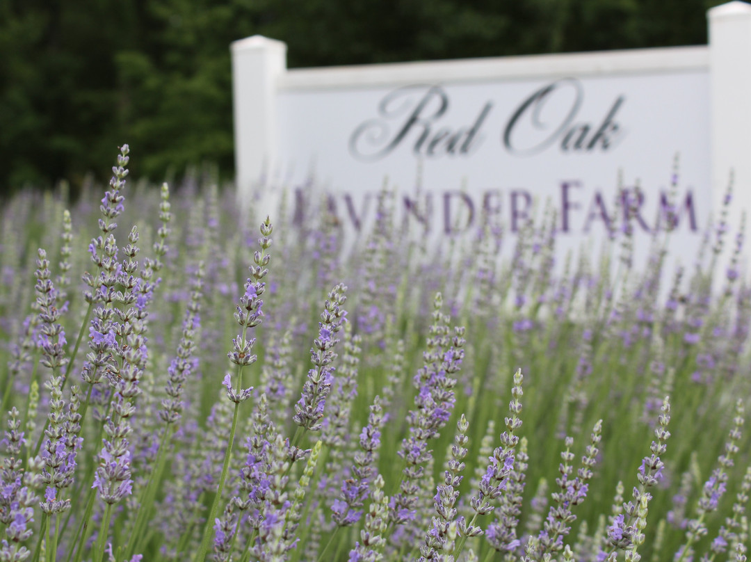 Red Oak Lavender Farm-达洛尼加必去景点