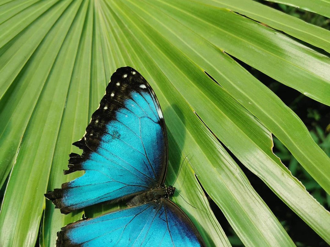 Mariposario Pequeña Doraz-Palmira必去景点