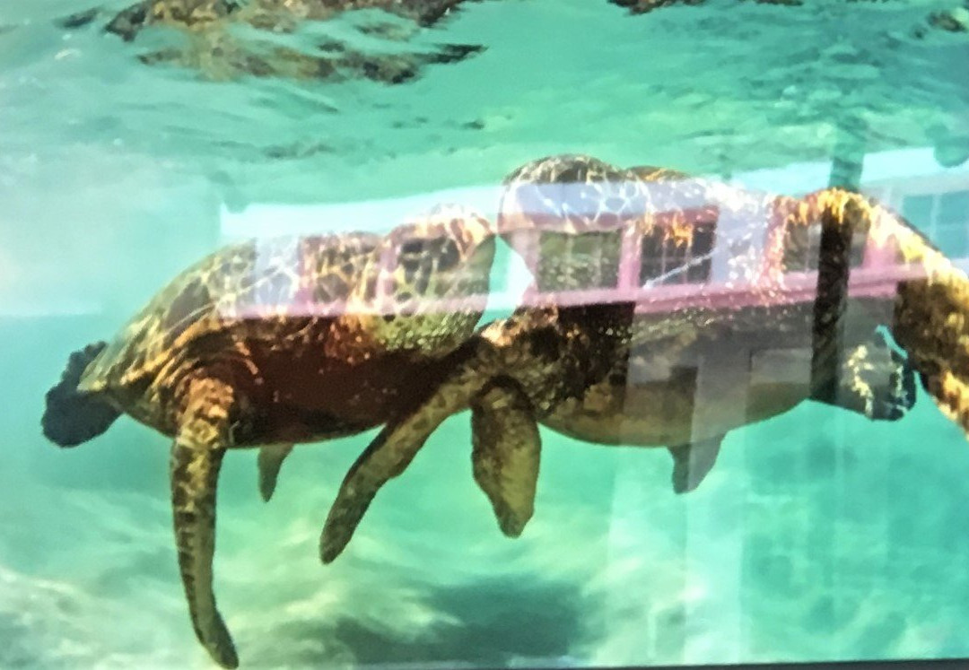 Extreme Exposure Fine Art Gallery-希洛必去景点