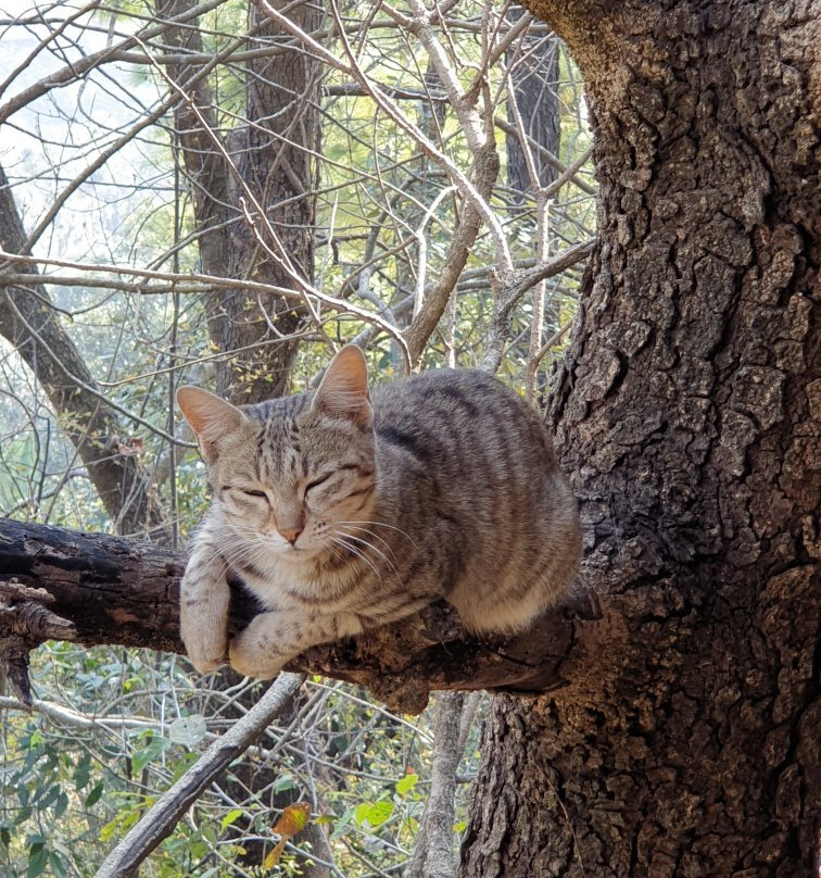 Suro Treehouse Resort主图