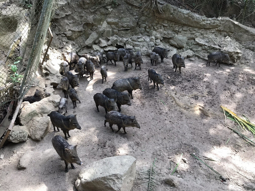 Zoologico de Vallarta景点图片
