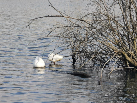Embalse De Los Rosales-Galapagar必去景点