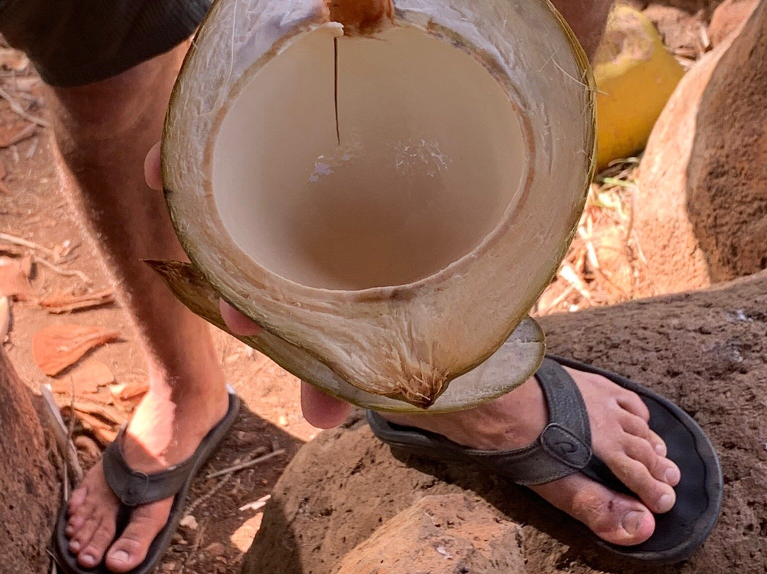 Maui Coconut Tour at Punakea Palms-拉海纳必去景点